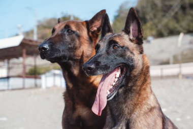 İki Belçikalı çoban köpeği Malinois doğada