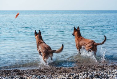 İki Belçikalı çoban köpeği Malinois doğada