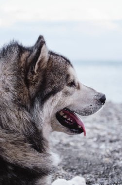 Büyük tüylü Malamute, Alaska Malamute, büyük safkan köpek