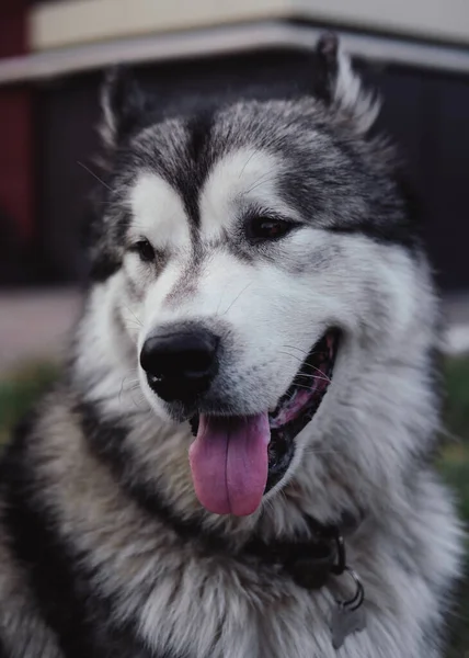 Malamute Peludo Grande Malamute Alasca Cão Raça Pura Grande — Fotografia de Stock