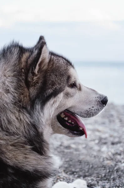 大きな毛皮のようなマラムート アラスカのマラムート 大きな純血犬 — ストック写真