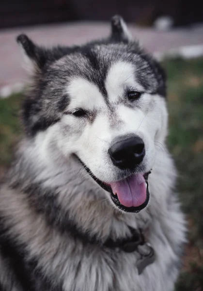 Büyük Tüylü Malamute Alaska Malamute Büyük Safkan Köpek — Stok fotoğraf