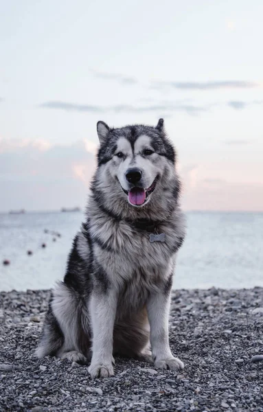 Большой Пушистый Маламут Аляскинский Маламут Большая Чистокровная Собака — стоковое фото