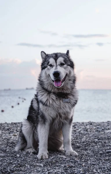 Gran Peludo Malamute Alaska Malamute Gran Perro Raza Pura — Foto de Stock