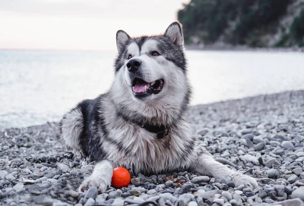 Büyük Tüylü Malamute Alaska Malamute Büyük Safkan Köpek — Stok fotoğraf