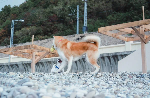 Roter japanischer Akita inu spielt mit Jack Russell Terrier — Stockfoto