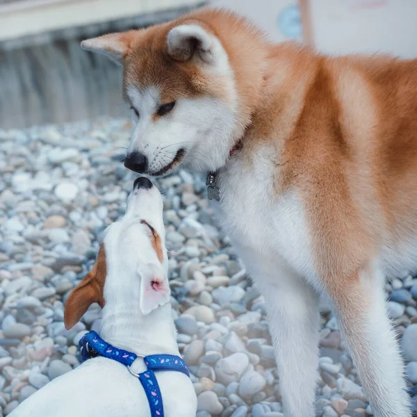 빨간 일본어 Akita inu Jack Russell Terrier 와 함께 노는 모습 — 스톡 사진