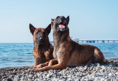 İki Malinois sahilde yatıyor ve adamına bak.