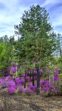 çiçekli pembe renkli ledum içinde çevrili ormandaki çam
