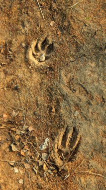 büyük bir köpek izleri yanına yerdeki kuru düşmüş yazdırır