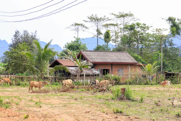 Vang Vieng Laos Febrero 2016 Calles Del Pueblo Lao Vang — Foto de Stock