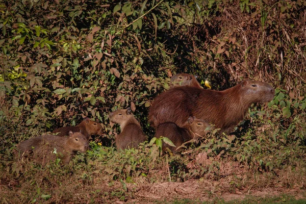 Largest Friendliest Rodent World Capybara Found Latin America Wildlife Brazil — Stock Photo, Image