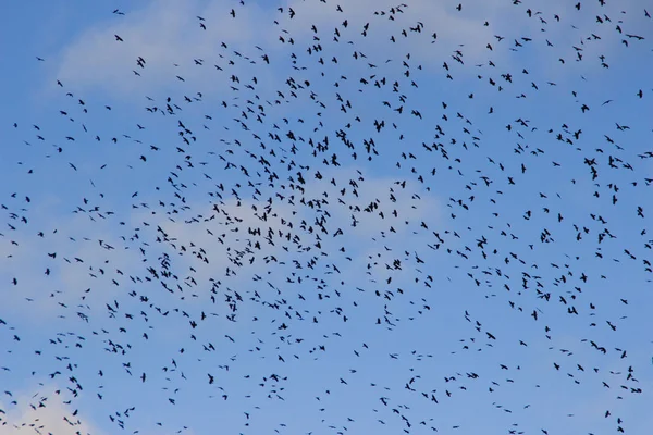 Una Enorme Bandada Aves Cuervo Dando Vueltas Cielo Migración — Foto de Stock