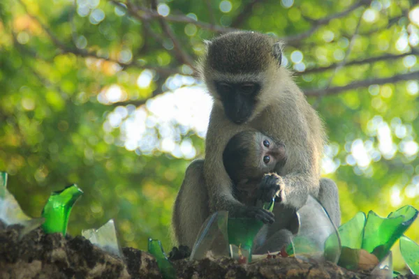 Maman Avec Bébé Singe Vervet Chlorocebus Pygerythrus Est Singe Ancien — Photo