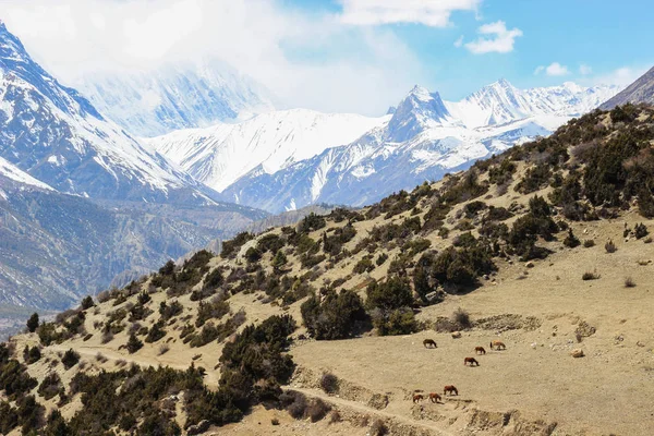 Vacker Natur Utsikt Över Himalaya Bergen Nepal Det Högsta Gångpasset — Stockfoto