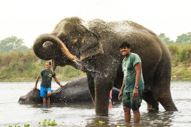 Chitwan, Nepal - 22 Mart 2014: Nepal 'in güneyindeki Chitwan Ulusal Parkı' nda fil sürücüsü bir Nepal filini yıkadı. Fil hortumdan su serpiyor..