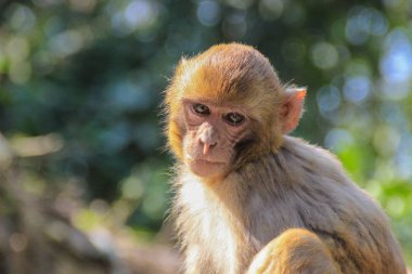 Katmandu 'daki kutsal maymun tapınağındaki Nepal maymunları - Swayambhunath