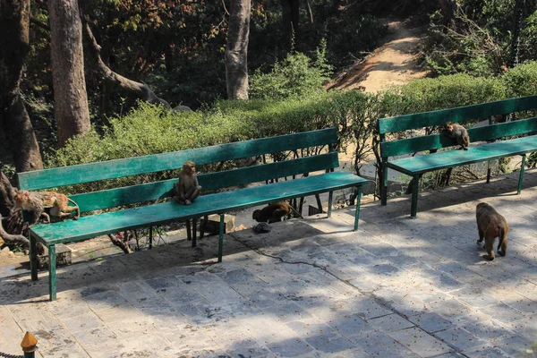 Les Singes Népalais Baignent Sautent Dans Eau Dans Piscine Temple — Photo