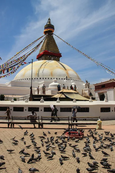 Камтанду Непал Квітня 2014 Велика Зграя Голубів Вулиці Катманду Біля — стокове фото