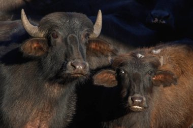 Brezilya 'da bir çiftlikte büyük boynuzlu siyah bufalo sürüsü..