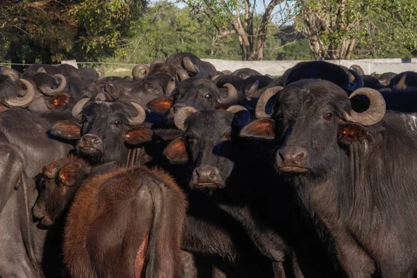 Eine Große Herde Schwarzer Büffel Mit Großen Hörnern Auf Einem — Stockfoto