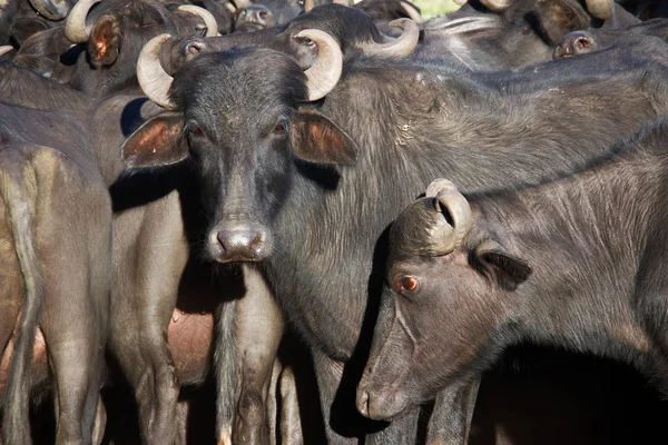 ブラジルの農場に大きな角を持つ黒い水牛の群れ — ストック写真