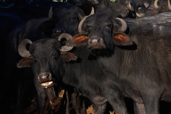 Una Gran Bandada Búfalos Negros Con Cuernos Grandes Una Granja — Foto de Stock