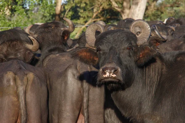 Una Gran Bandada Búfalos Negros Con Cuernos Grandes Una Granja — Foto de Stock