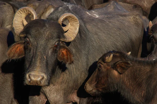 ブラジルの農場に大きな角を持つ黒い水牛の群れ — ストック写真