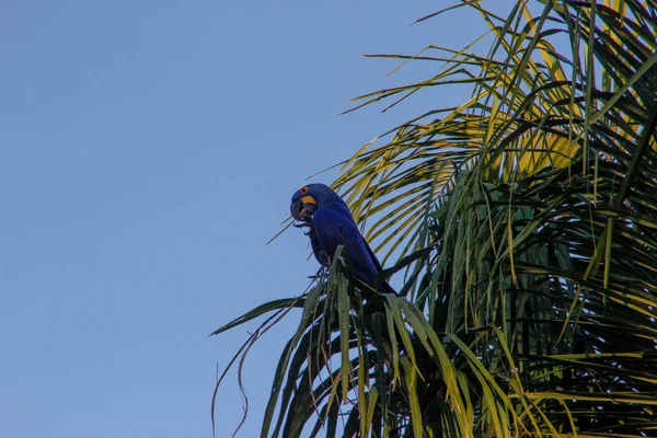 Ein Großer Vielfarbiger Sprechender Ara Papagei Regenwald Brasiliens — Stockfoto