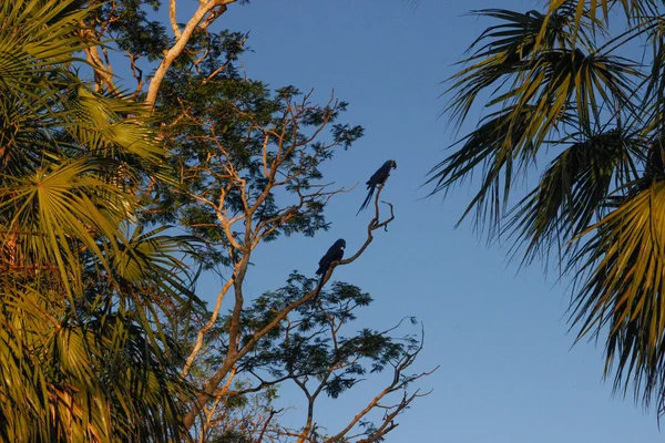 Ένας Μεγάλος Πολύχρωμος Παπαγάλος Macaw Ara Που Μιλάει Στο Τροπικό — Φωτογραφία Αρχείου