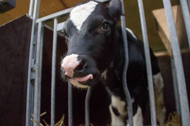 Hollanda 'da bir çiftlikte inekleri ve boğaları olan özel çiftlik hayvanları..