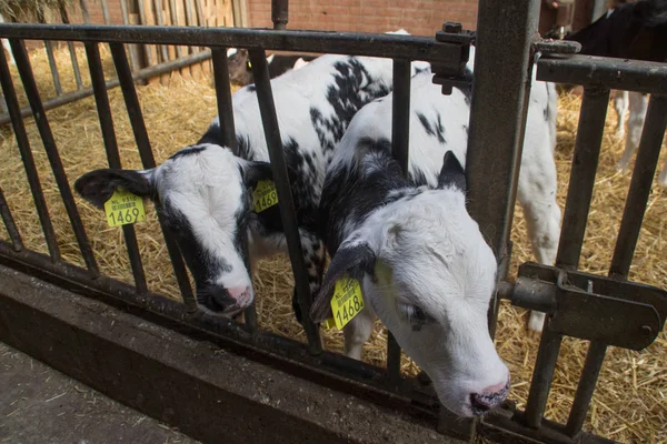 Prywatne gospodarstwo hodowlane z krowami i bykami w gospodarstwie w Holandii. — Zdjęcie stockowe