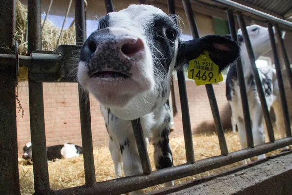 Prywatne gospodarstwo hodowlane z krowami i bykami w gospodarstwie w Holandii. — Zdjęcie stockowe