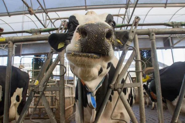 Soukromá chovatelská farma s krávami a býky na farmě v Holandsku. — Stock fotografie