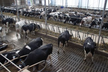 Hollanda 'da bir çiftlikte inekleri ve boğaları olan özel çiftlik hayvanları..