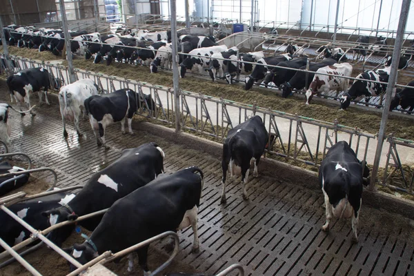 Soukromá chovatelská farma s krávami a býky na farmě v Holandsku. — Stock fotografie