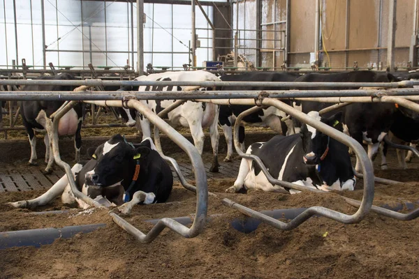 Частная ферма с коровами и быками на ферме в Голландии . — стоковое фото