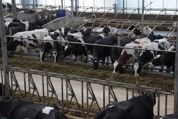 Частная ферма с коровами и быками на ферме в Голландии . — стоковое фото