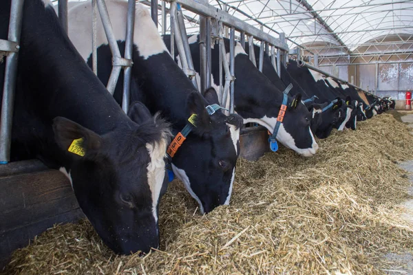 Soukromá chovatelská farma s krávami a býky na farmě v Holandsku. — Stock fotografie