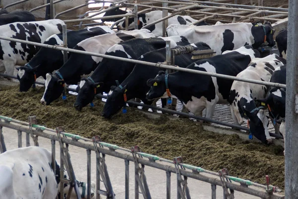 Soukromá chovatelská farma s krávami a býky na farmě v Holandsku. — Stock fotografie