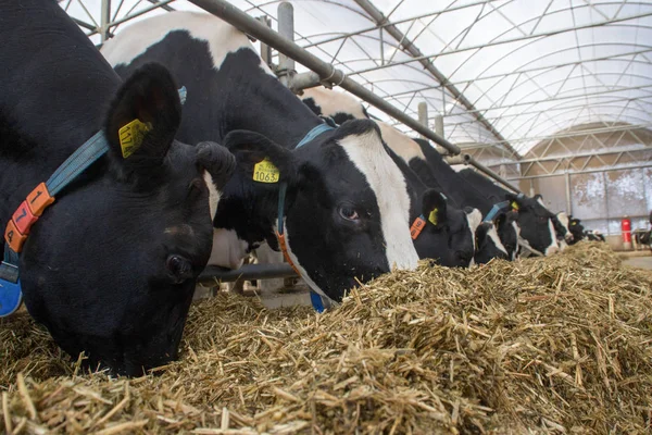 Soukromá chovatelská farma s krávami a býky na farmě v Holandsku. — Stock fotografie