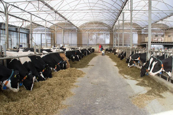 Soukromá chovatelská farma s krávami a býky na farmě v Holandsku. — Stock fotografie