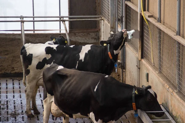 Soukromá chovatelská farma s krávami a býky na farmě v Holandsku. — Stock fotografie