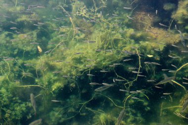 Küçük balık sürüsü açık yeşil sularda yüzer.