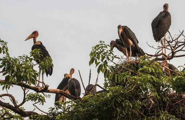 Een zwerm vogels zit op een boom in Oeganda. — Stockfoto
