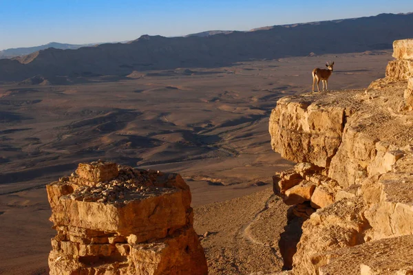 En vacker graciös djur, Nubian bergsget med enorma — Stockfoto