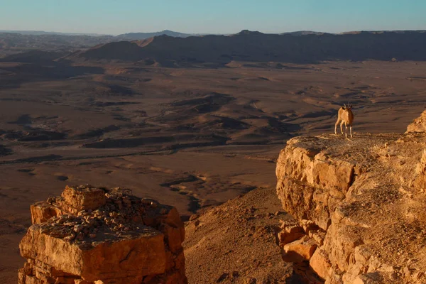 En vacker graciös djur, Nubian bergsget med enorma — Stockfoto