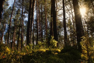Ormanda bahar, Belarus ve Polonya 'daki Belovezhskaya Pushcha Ulusal Parkı - Avrupa' nın en eski ormanı. Doğa uyanıyor. İnsanlar koronavirüs izolasyonundayken doğa gelişiyor..