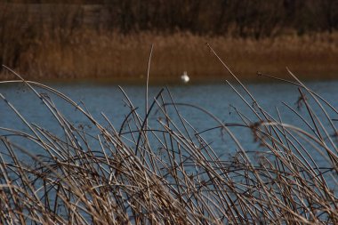Ormanda bahar, Belarus ve Polonya 'daki Belovezhskaya Pushcha Ulusal Parkı - Avrupa' nın en eski ormanı. Doğa uyanıyor. İnsanlar koronavirüs izolasyonundayken doğa gelişiyor..